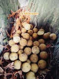 Bouillettes Milkream