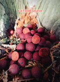 Bouillettes Food Source
